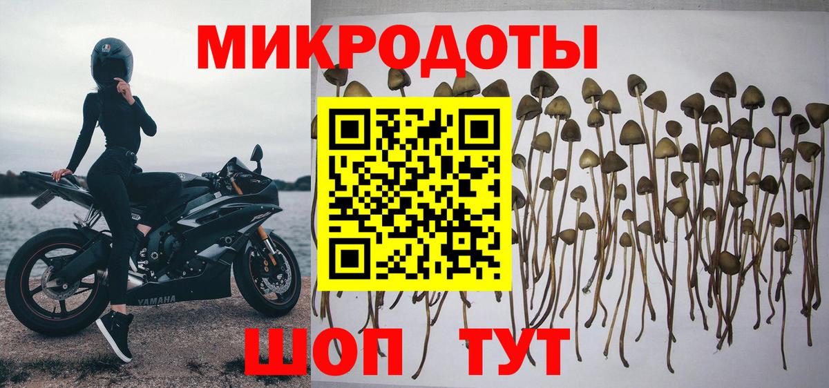 Галлюциногенные грибы Psilocybine cubensis Орск